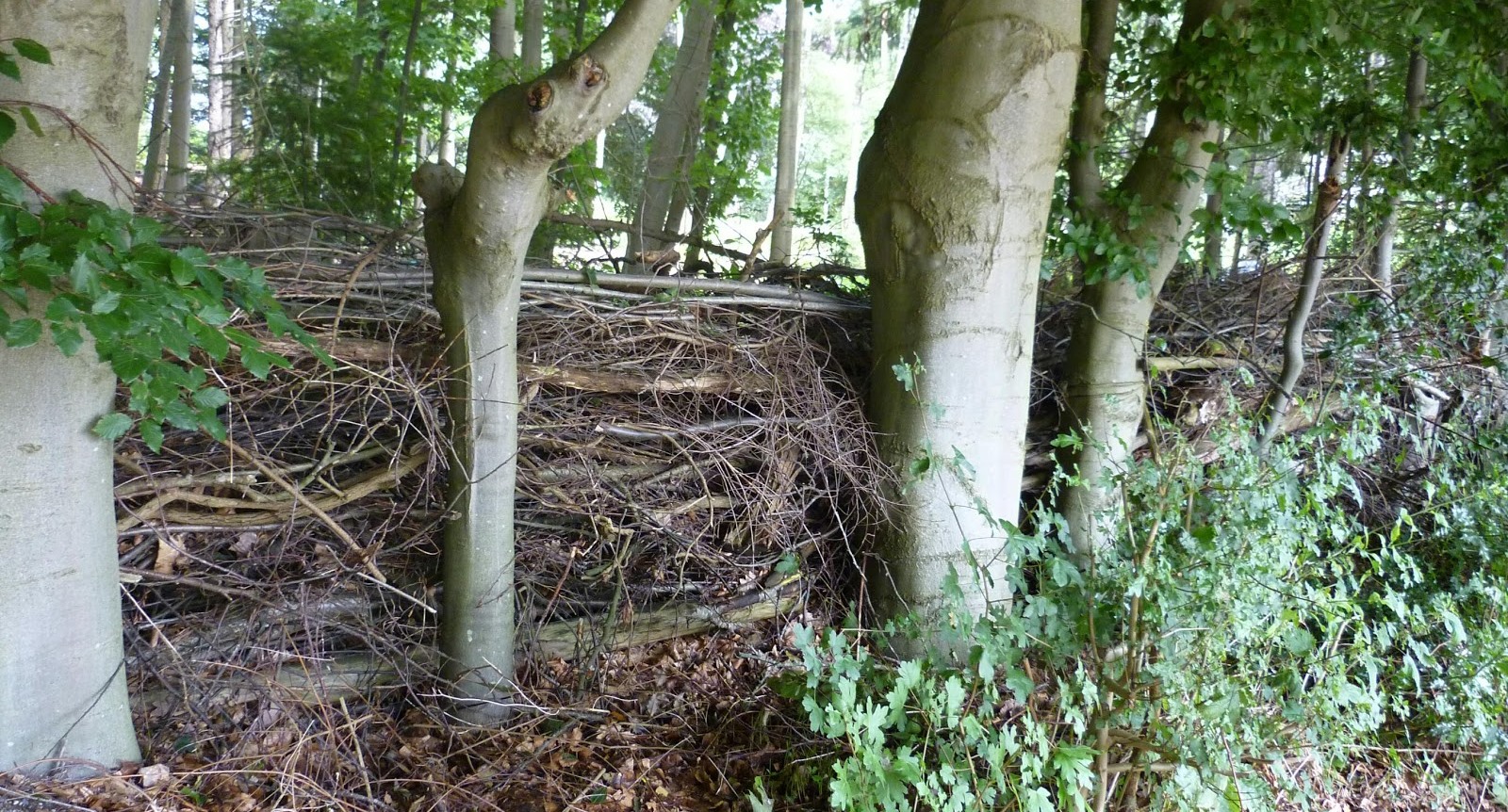 verjaring erfgrens houtwal houderschap