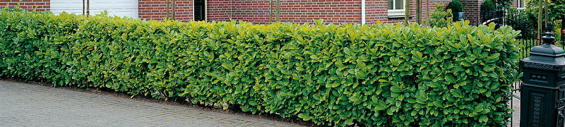 bezit-haag-hekwerk-verjaring